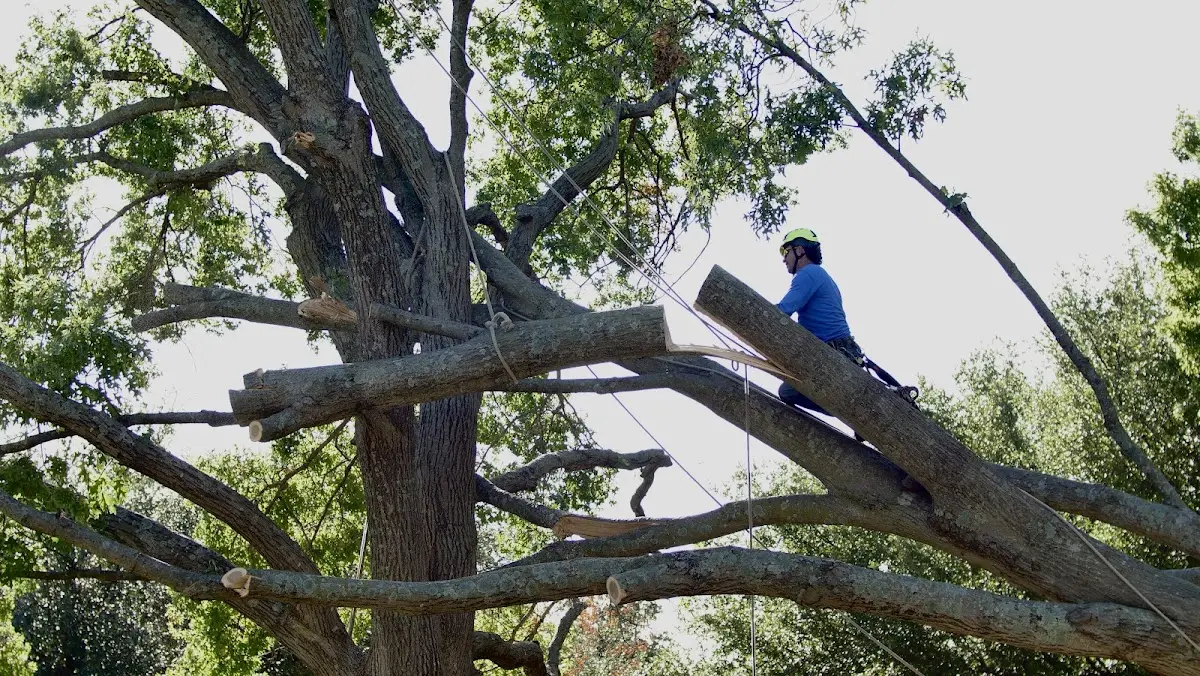 Professional Crown Thinning performed by certified arborists in Swartswood